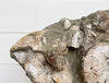 ammonite cluster