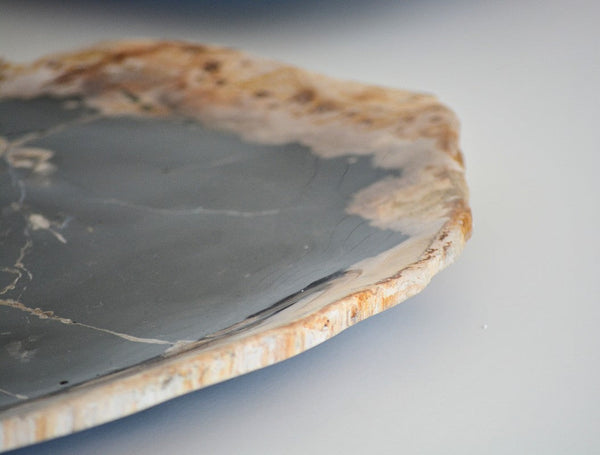 petrified wood plate, small – homenature