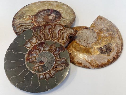 ammonite slice