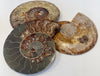 ammonite slice