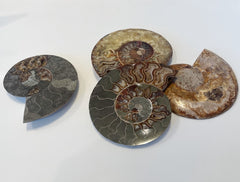 ammonite slices
