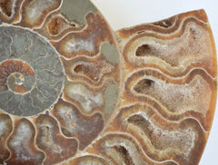 ammonite slice
