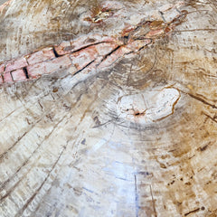 petrified wood coffee table with wood base