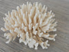 elkhorn coral