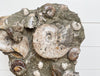 ammonite cluster