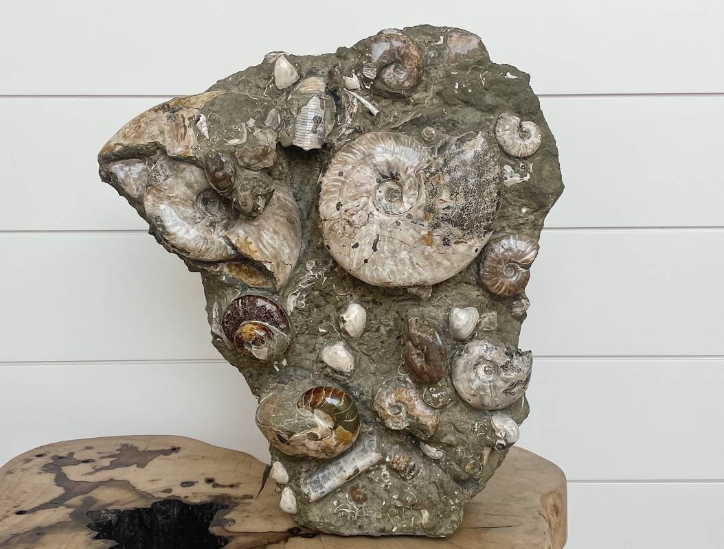 ammonite cluster