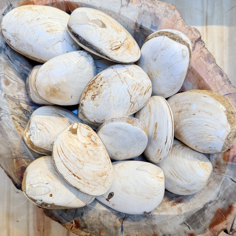 fossilized clams