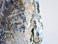 ammonite slice