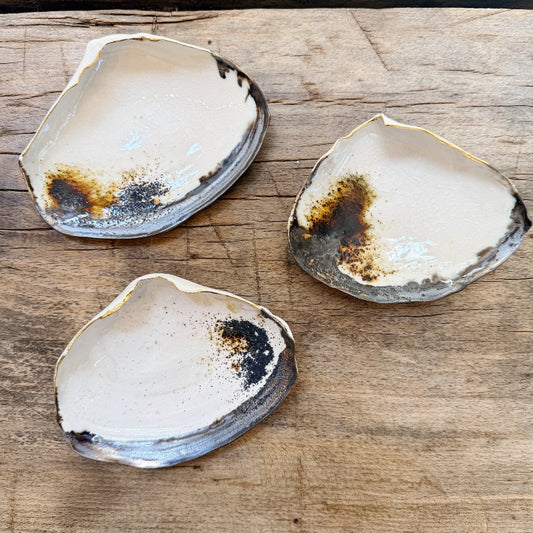 atlantic clam shell