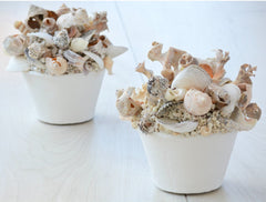 potted and mineral mound