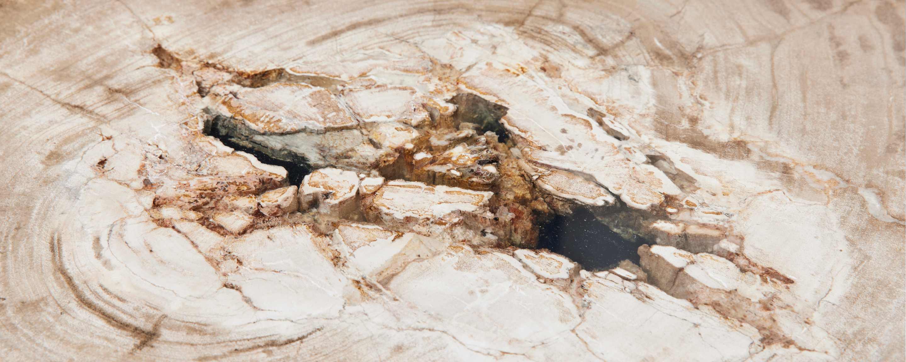 the petrified wood nesting coffee tables