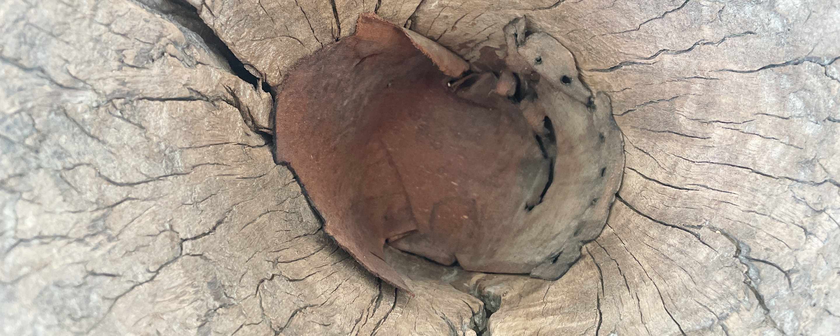 vintage tree trunk mortar
